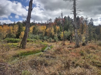 a forest filled with lots of tall trees