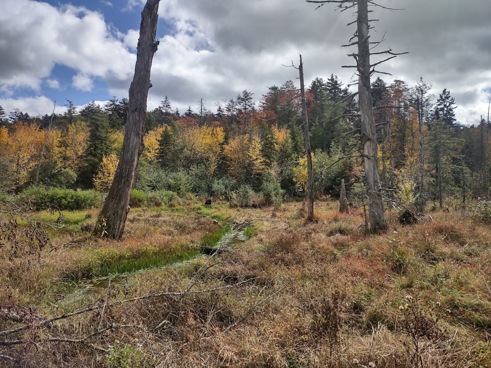 a forest filled with lots of tall trees