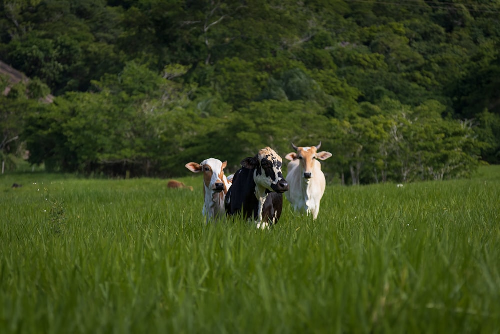 a herd of cattle standing on top of a lush green field