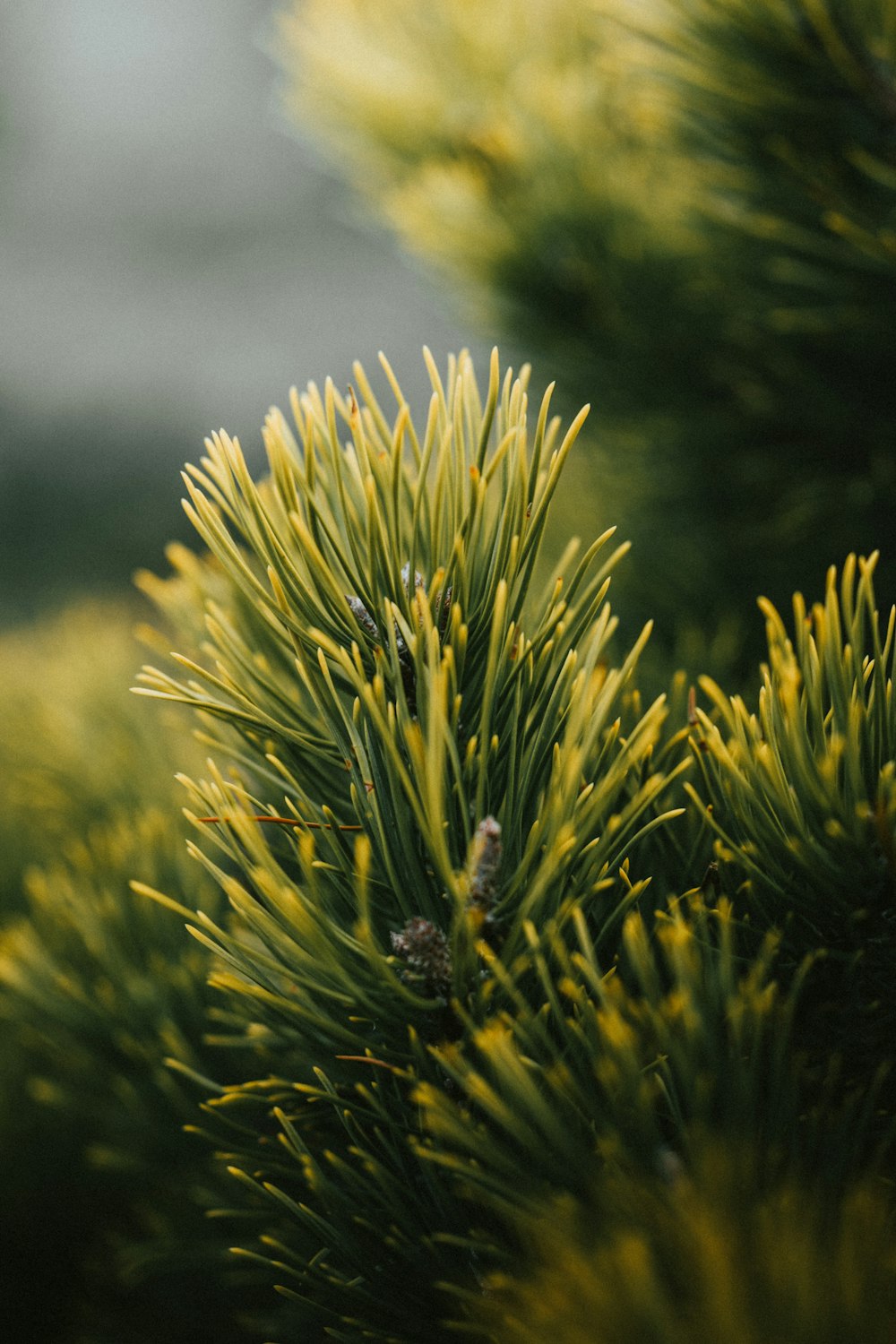 a close up of a pine tree with yellow needles