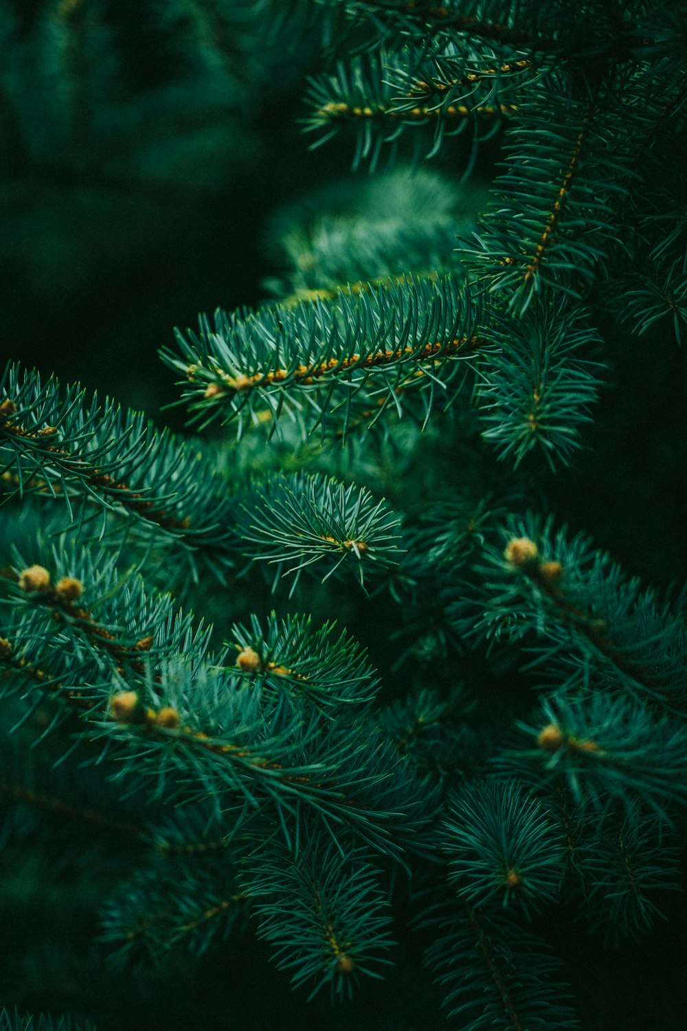 a close up of a pine tree branch