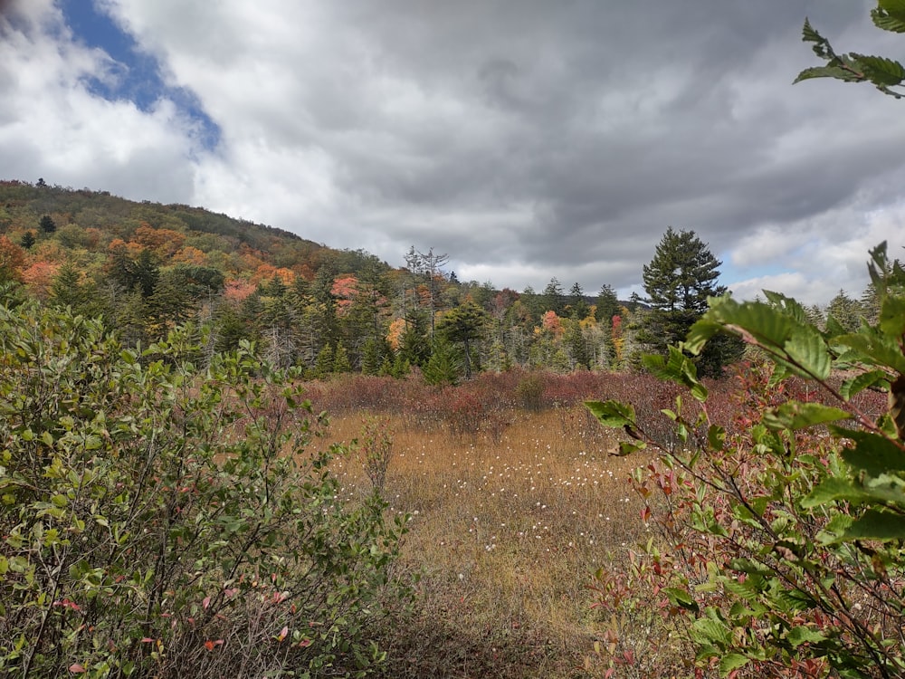 a field with trees and bushes on a cloudy day