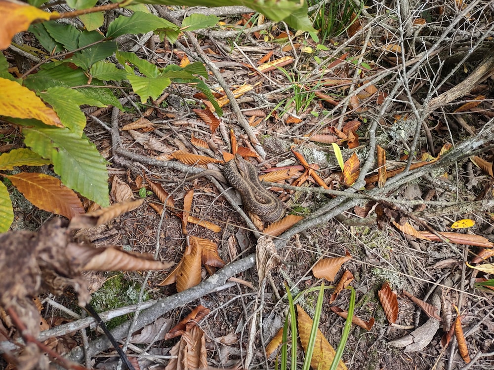 a close up of a lizard on the ground