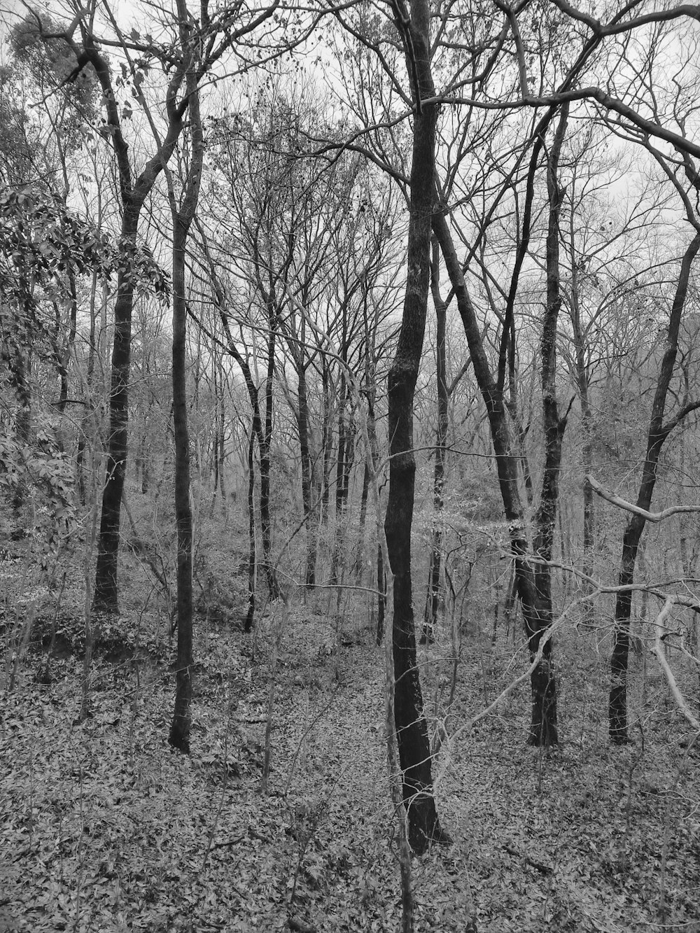 a black and white photo of trees in the woods