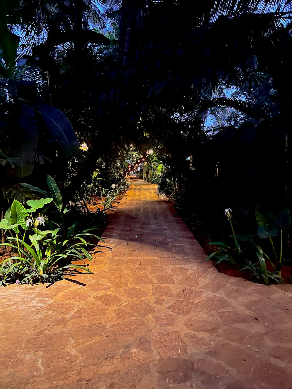 a pathway in the middle of a tropical garden