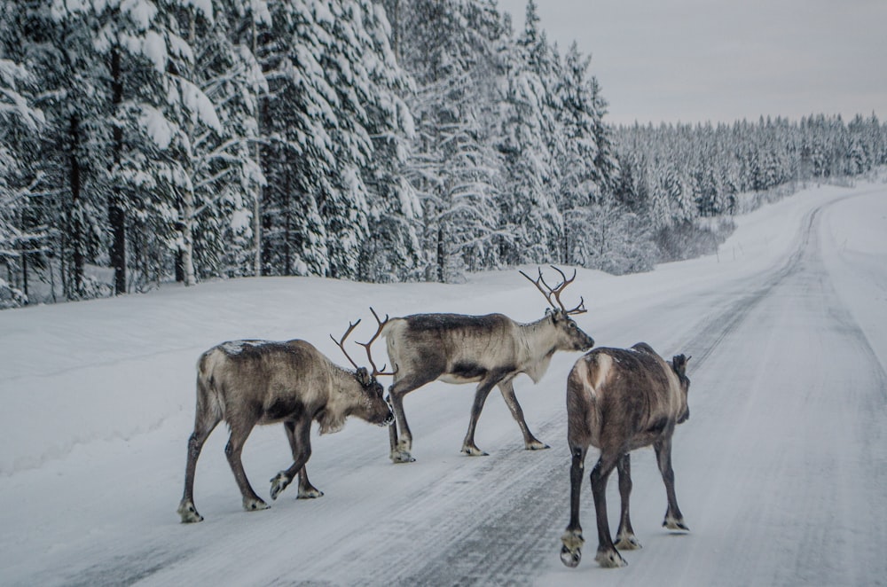 a herd of reindeer crossing a snow covered road