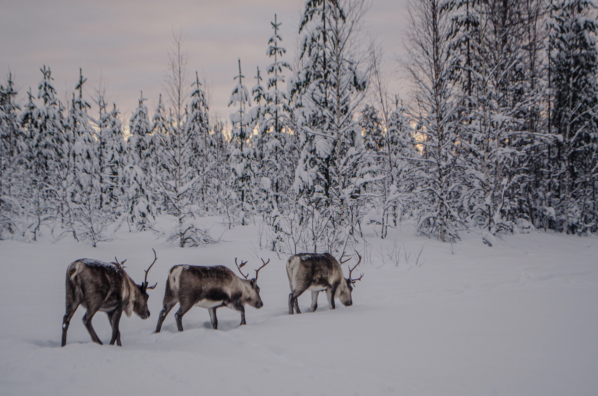 a herd of deer walking across a snow covered forest