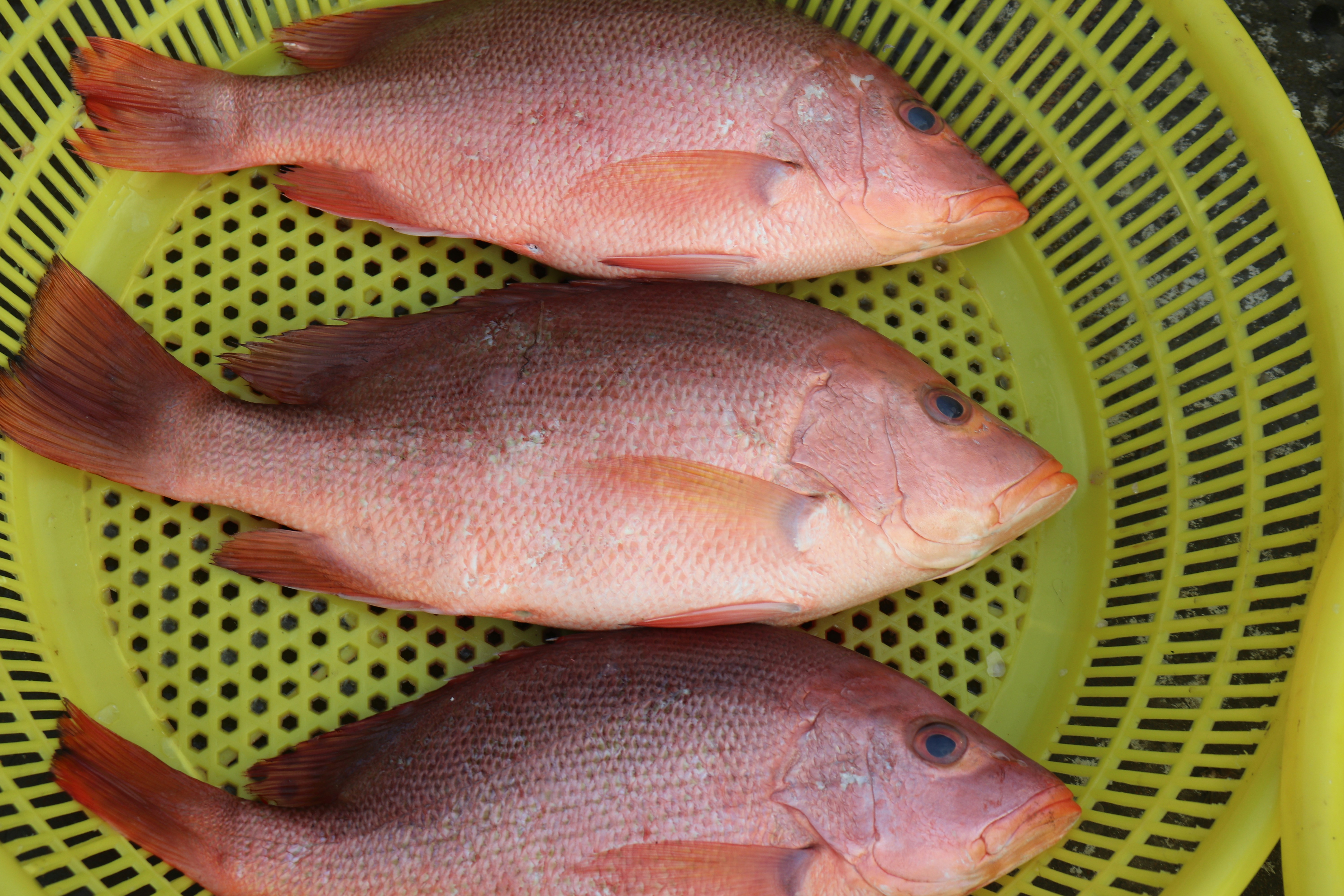 three fish sitting on top of a yellow plate