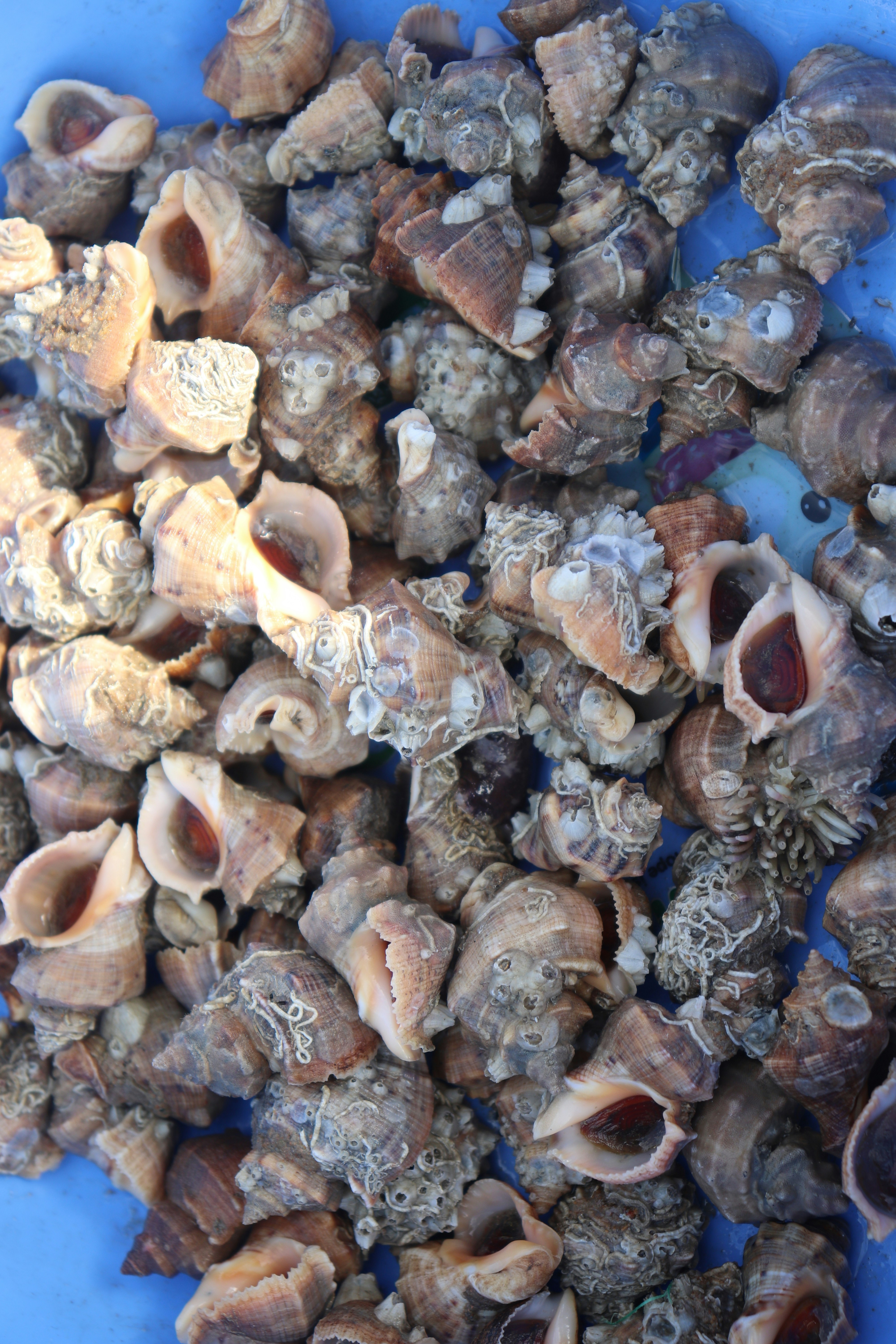 A pile of shells on a blue plate photo – Free Grey Image on Unsplash