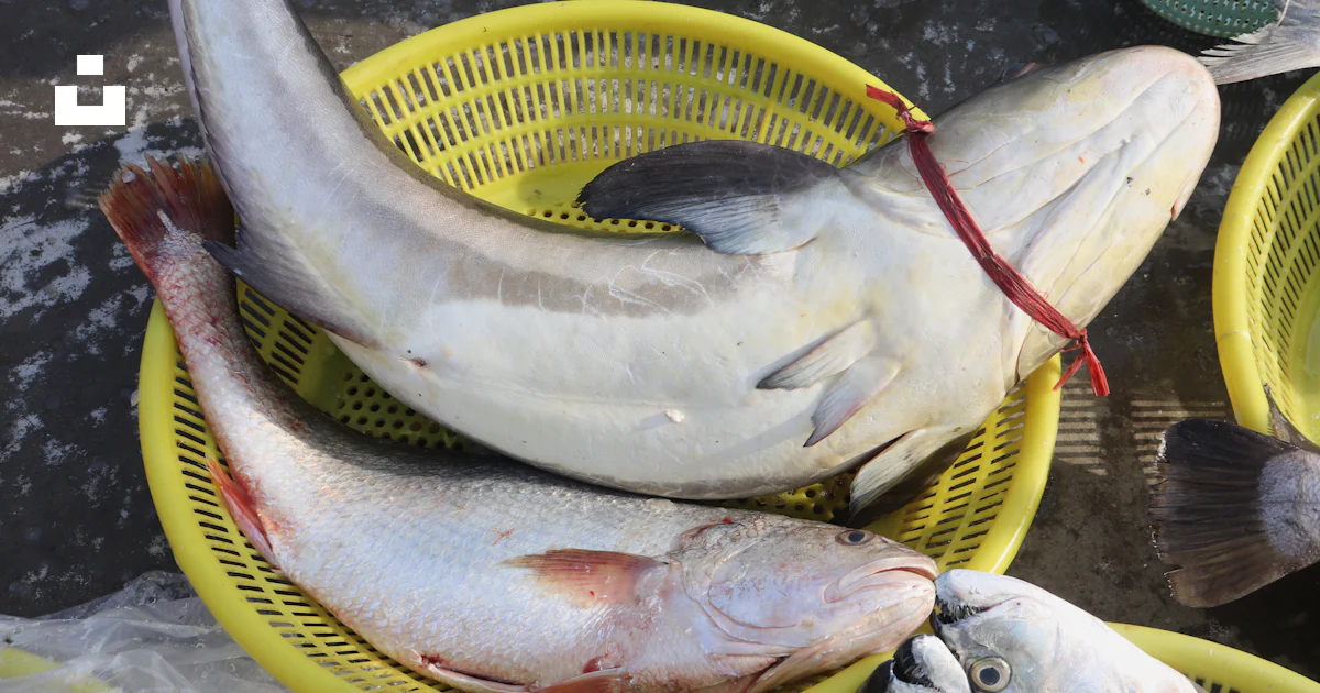 A group of fish sitting on top of yellow baskets photo – Free Animal ...