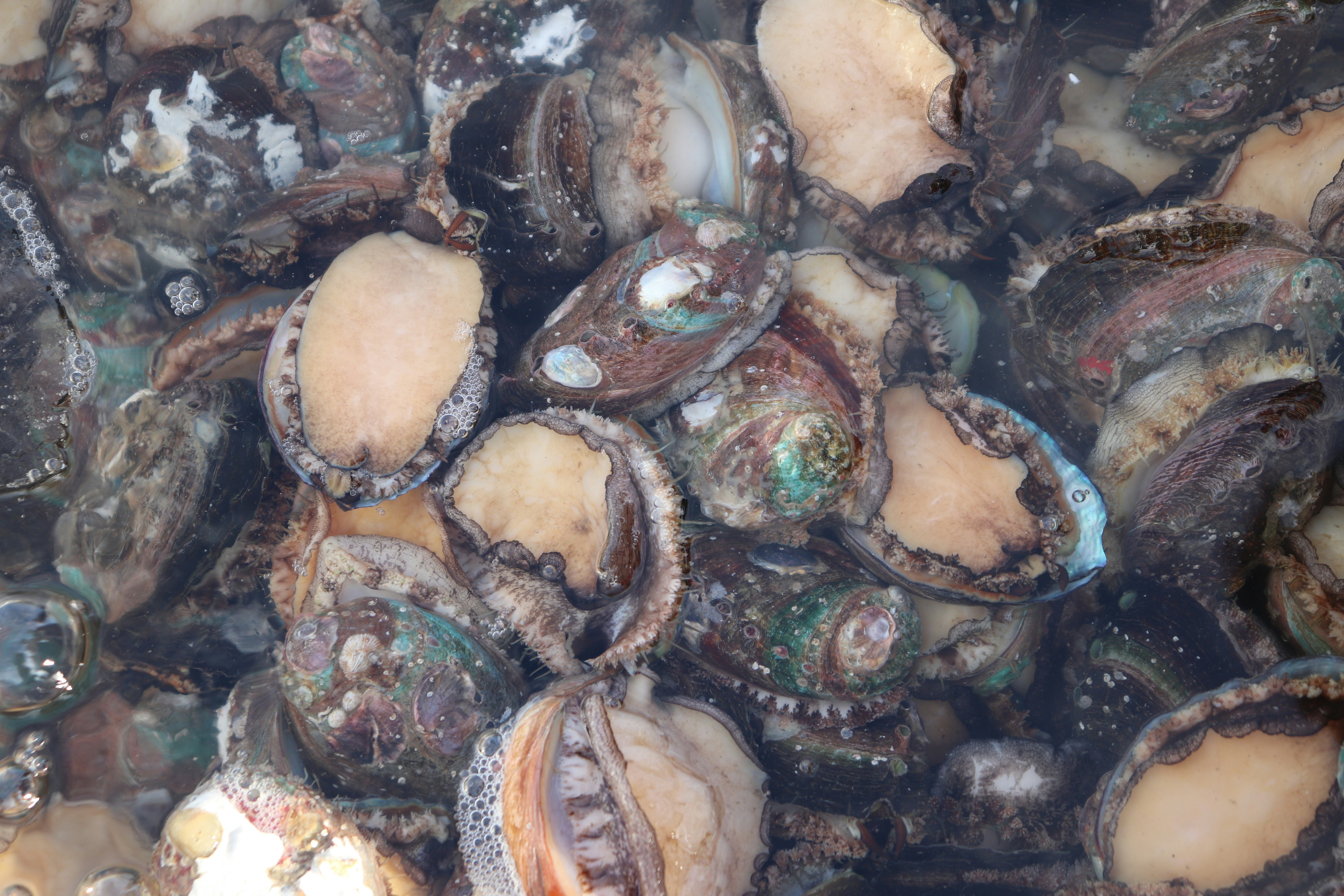 Live abalone in a tank