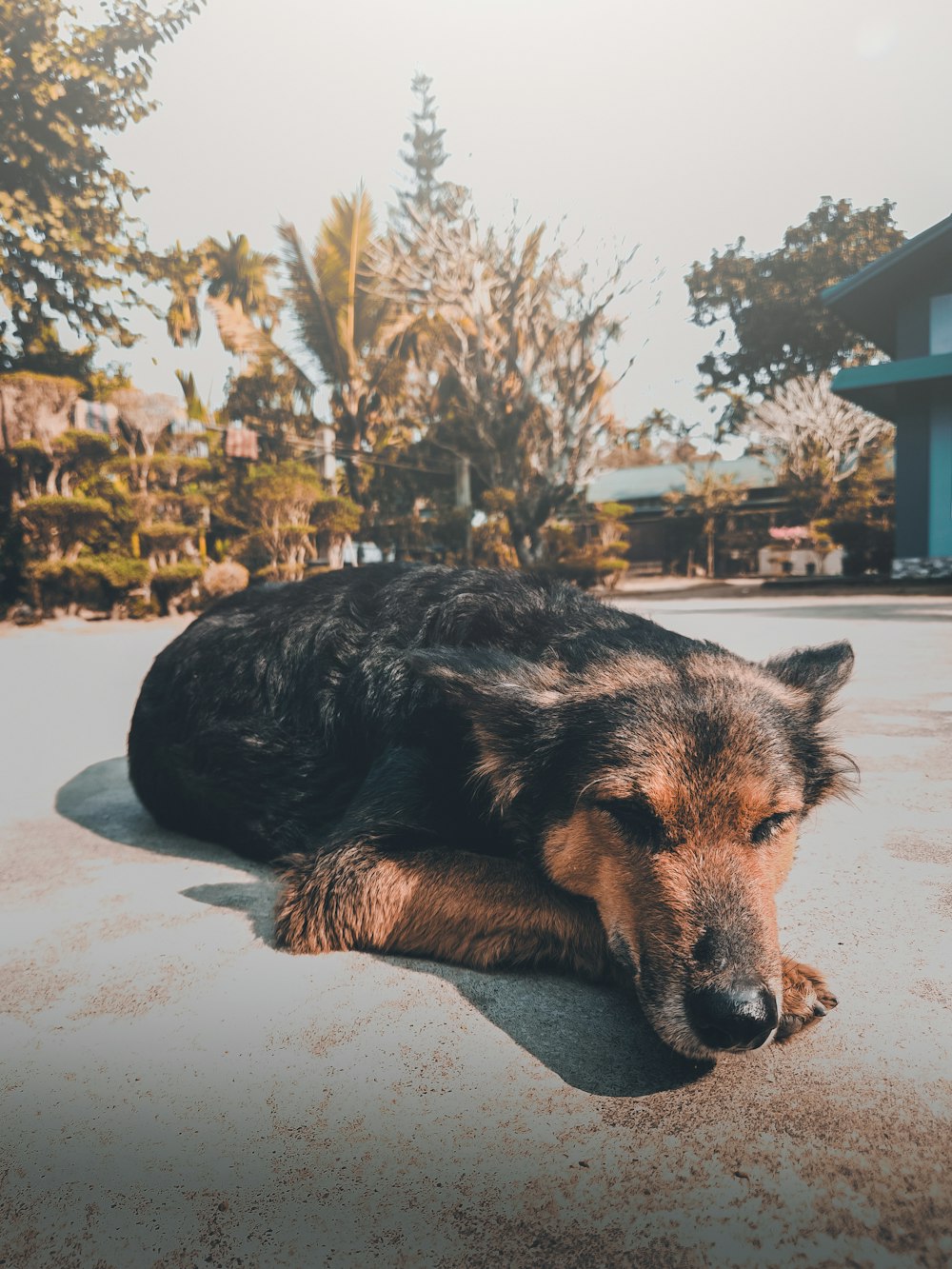 a black and brown dog laying on the ground