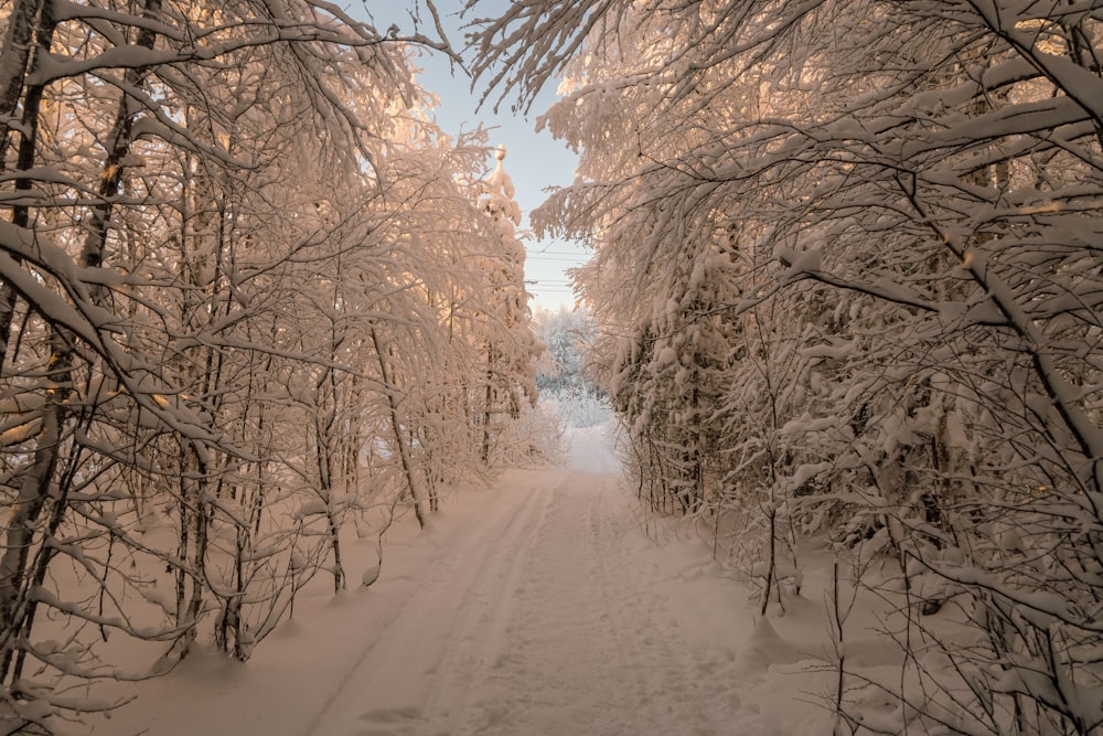 a snow covered road surrounded by tall trees