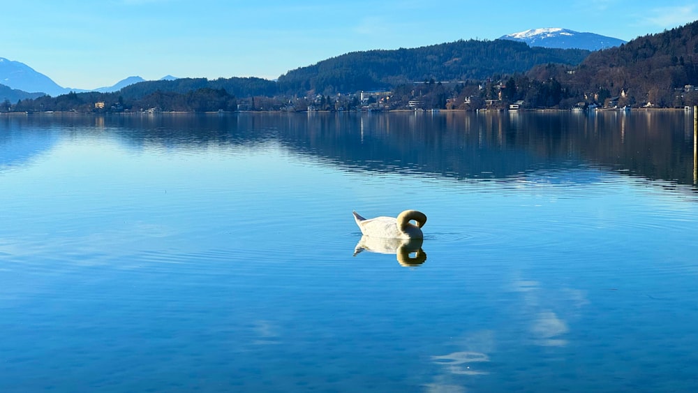 un cisne flotando en un lago con montañas al fondo