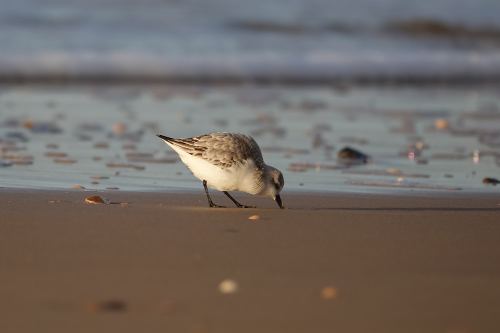 a small bird standing on top of a sandy beach