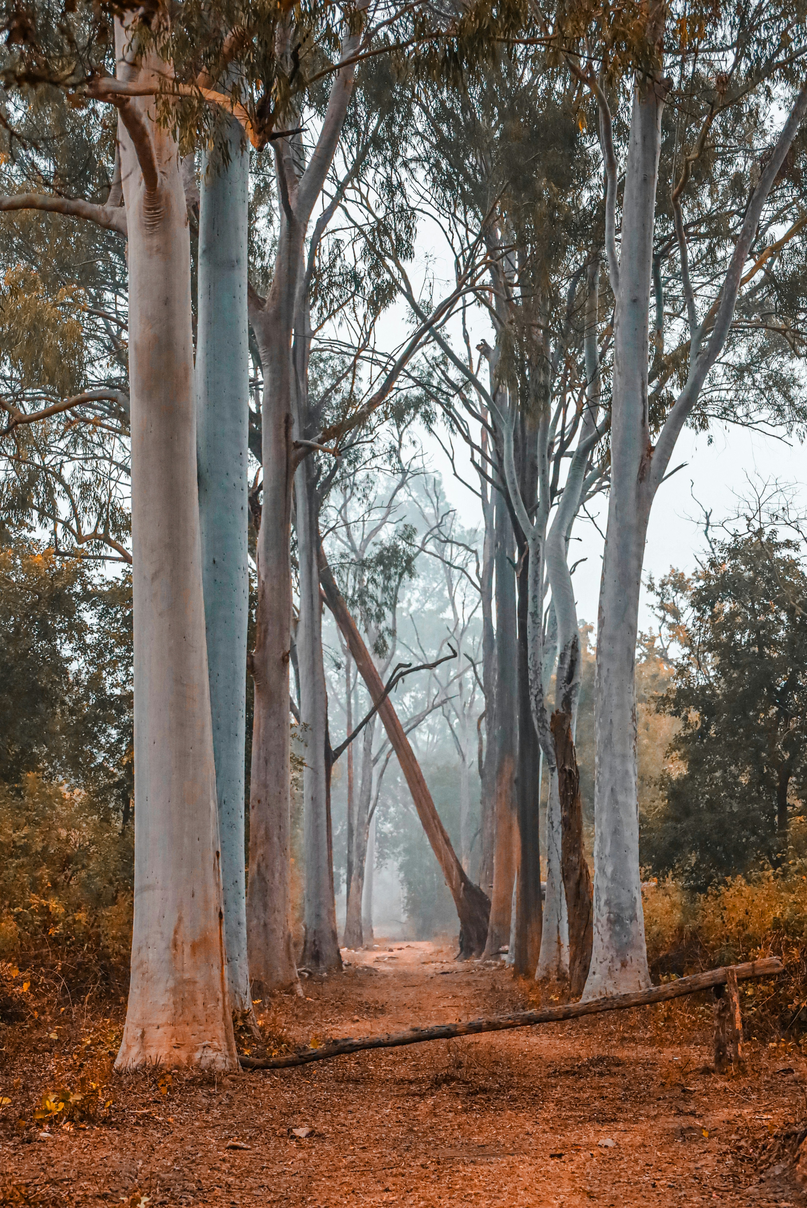 a dirt road surrounded by tall trees in a forest