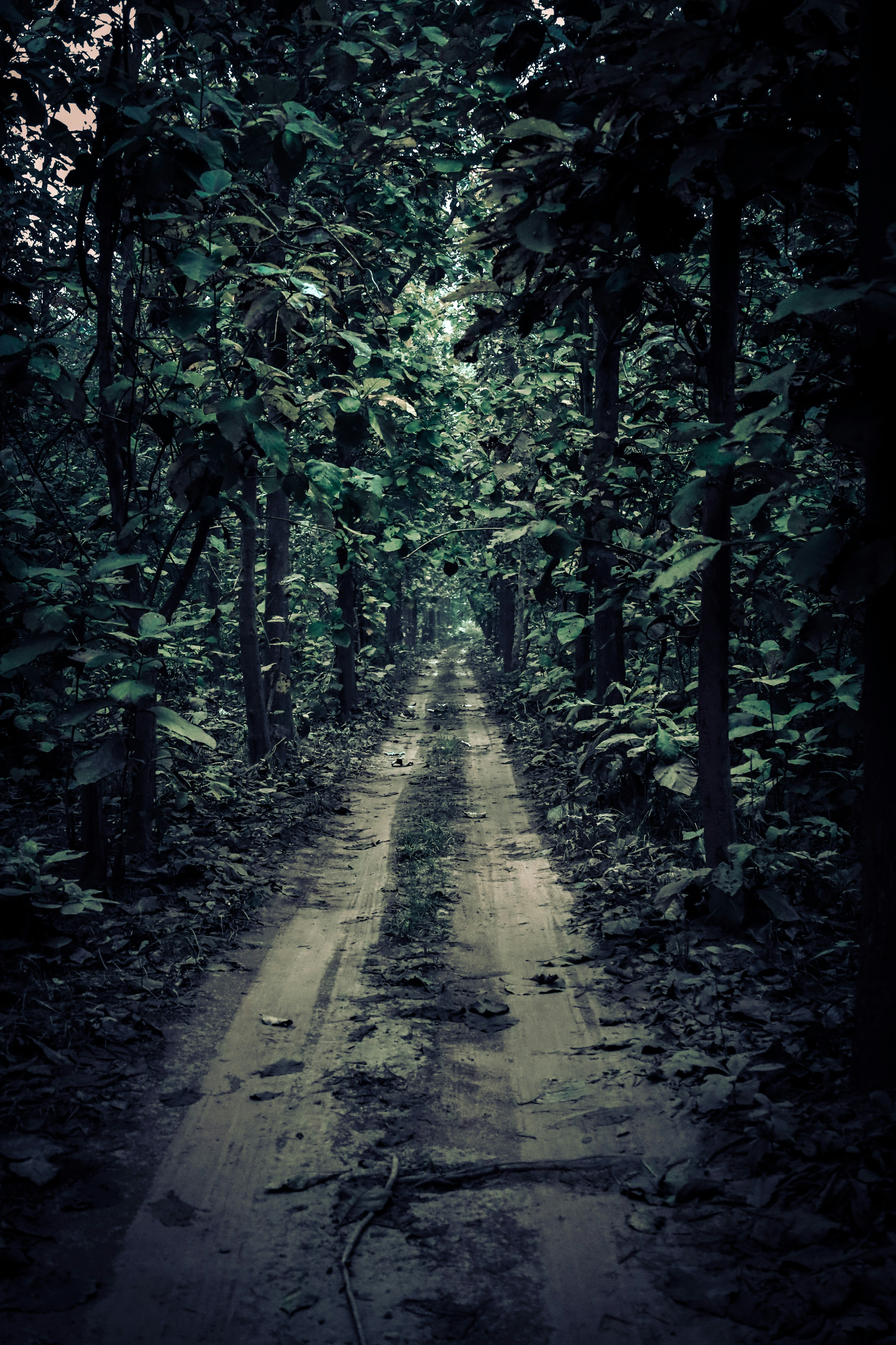a dirt road in the middle of a forest