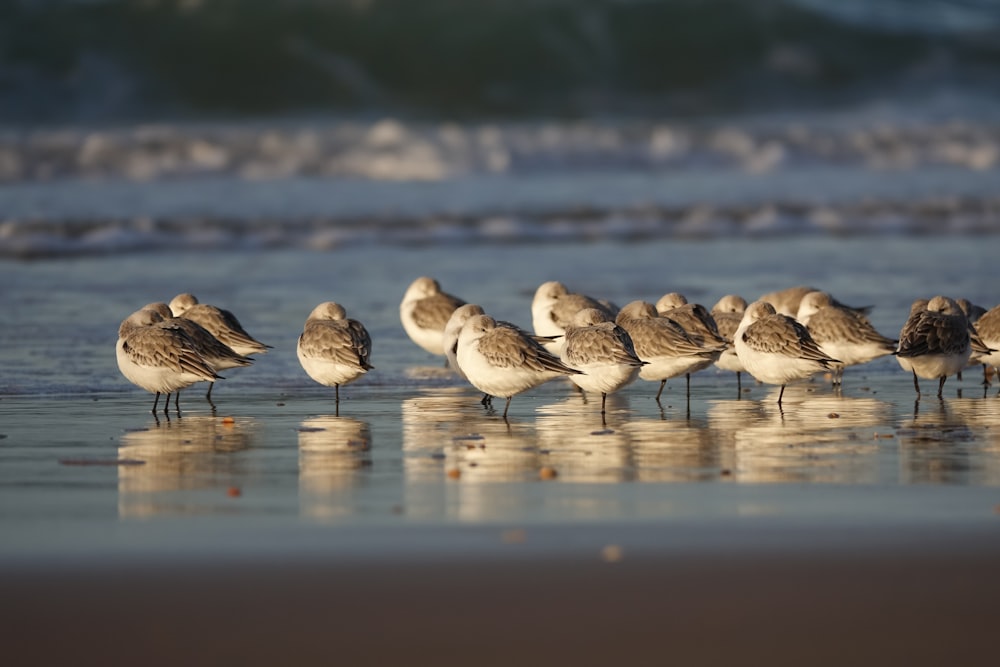 a group of birds standing on a beach next to the ocean