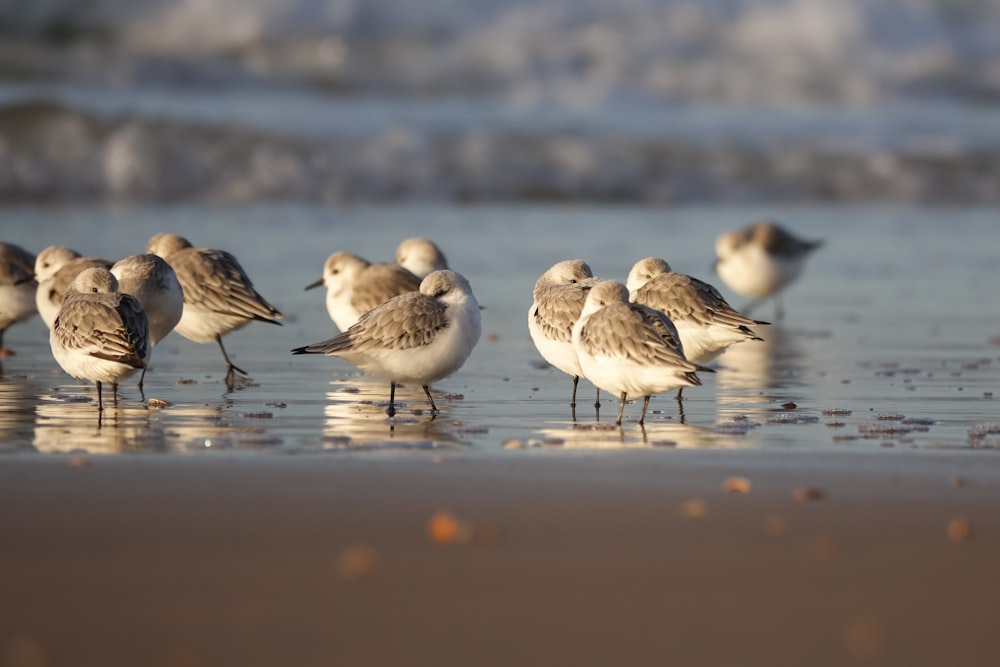 um grupo de pássaros em pé no topo de uma praia