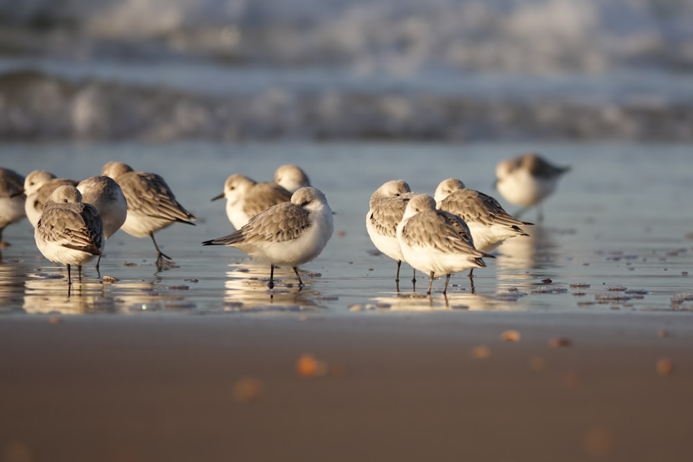 a group of birds standing on top of a beach
