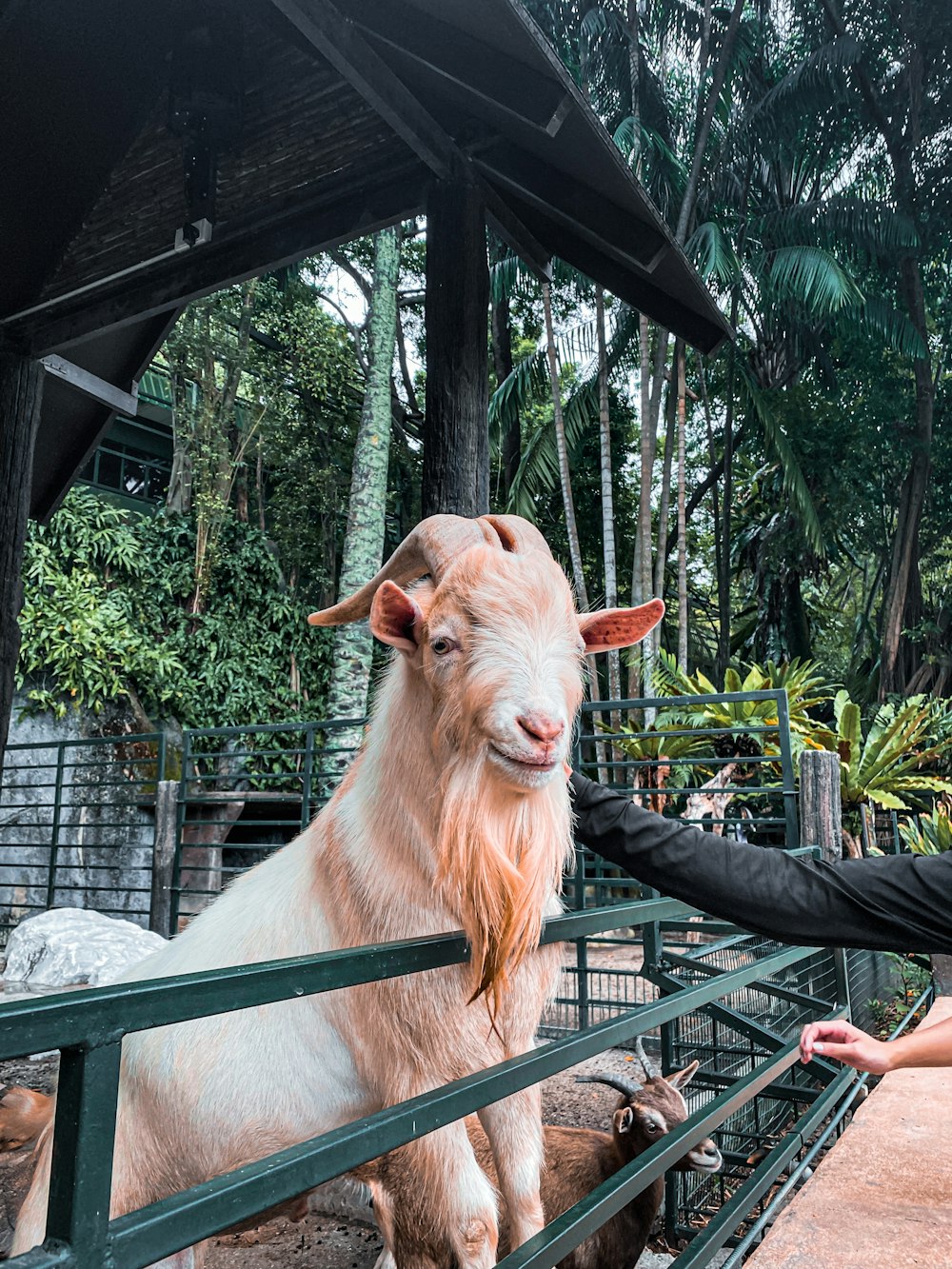 a man petting a goat through a fence