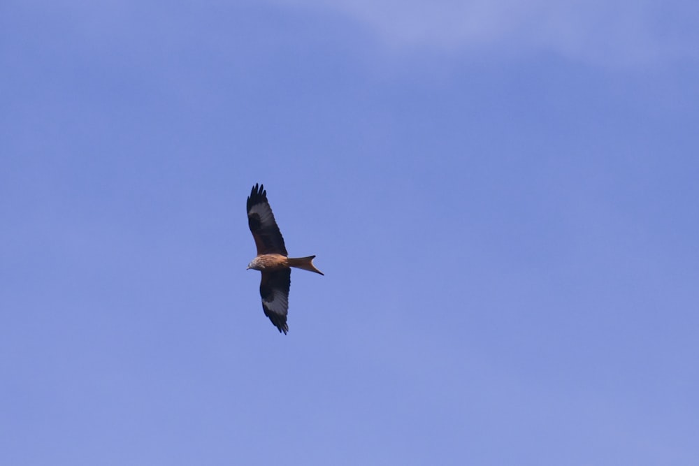 a large bird flying through a blue sky