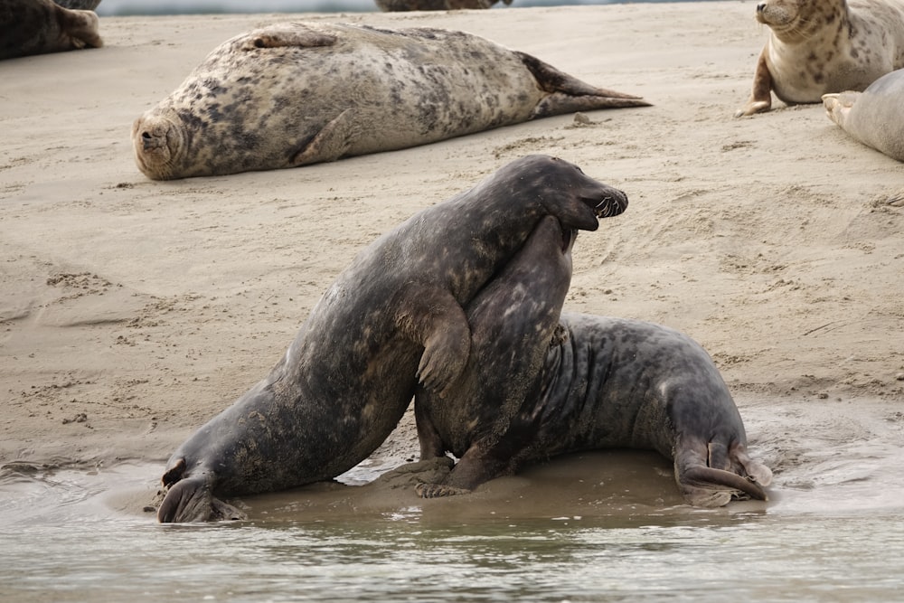 a group of sea lions sitting on top of a sandy beach