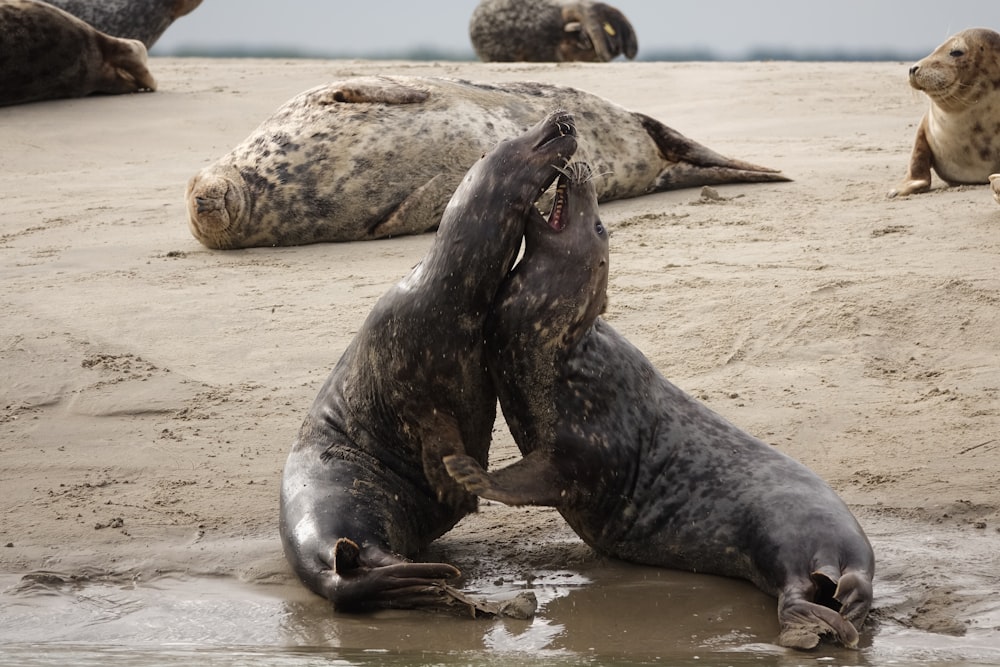 um par de focas brincando na água