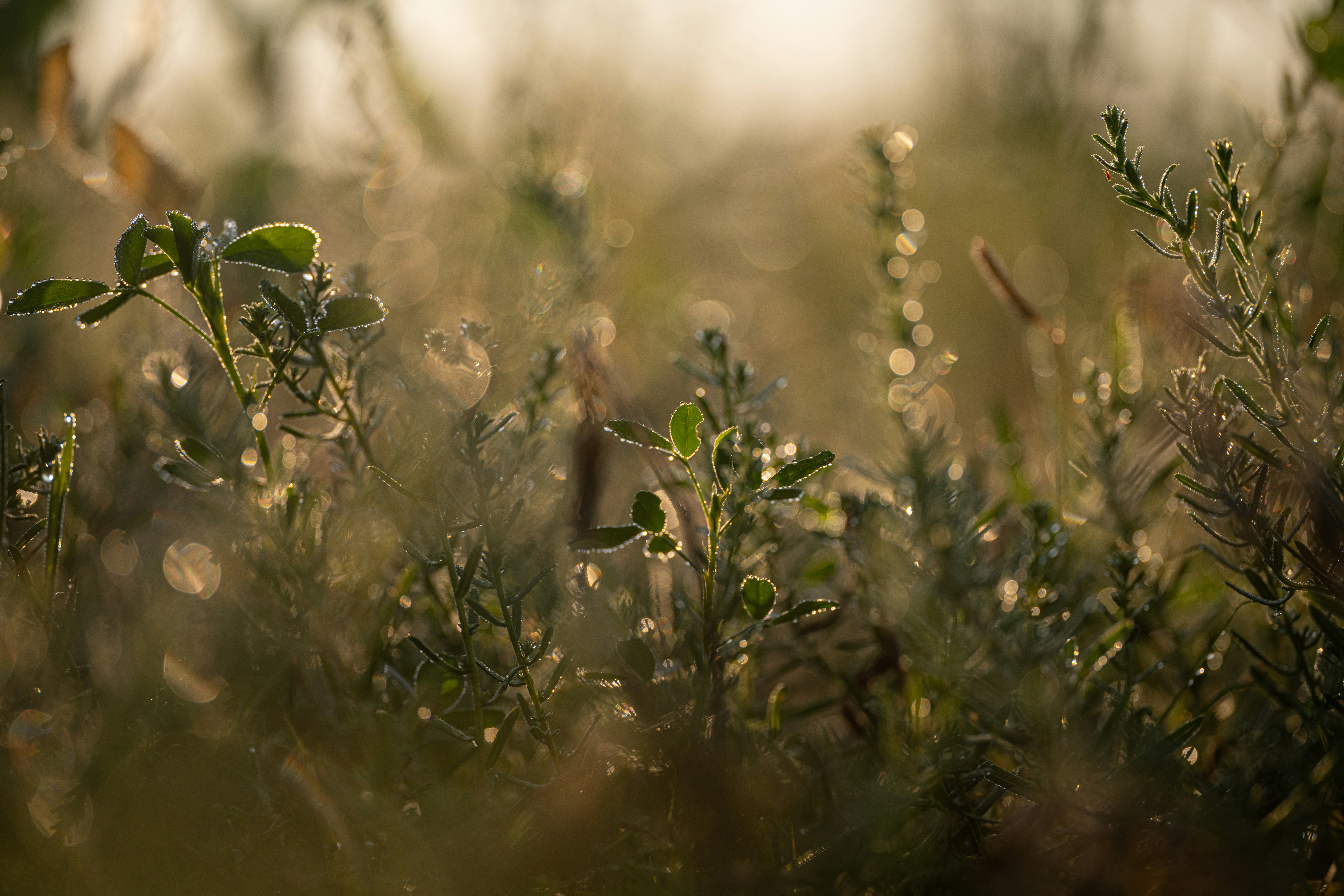 a close up of a plant with water droplets on it
