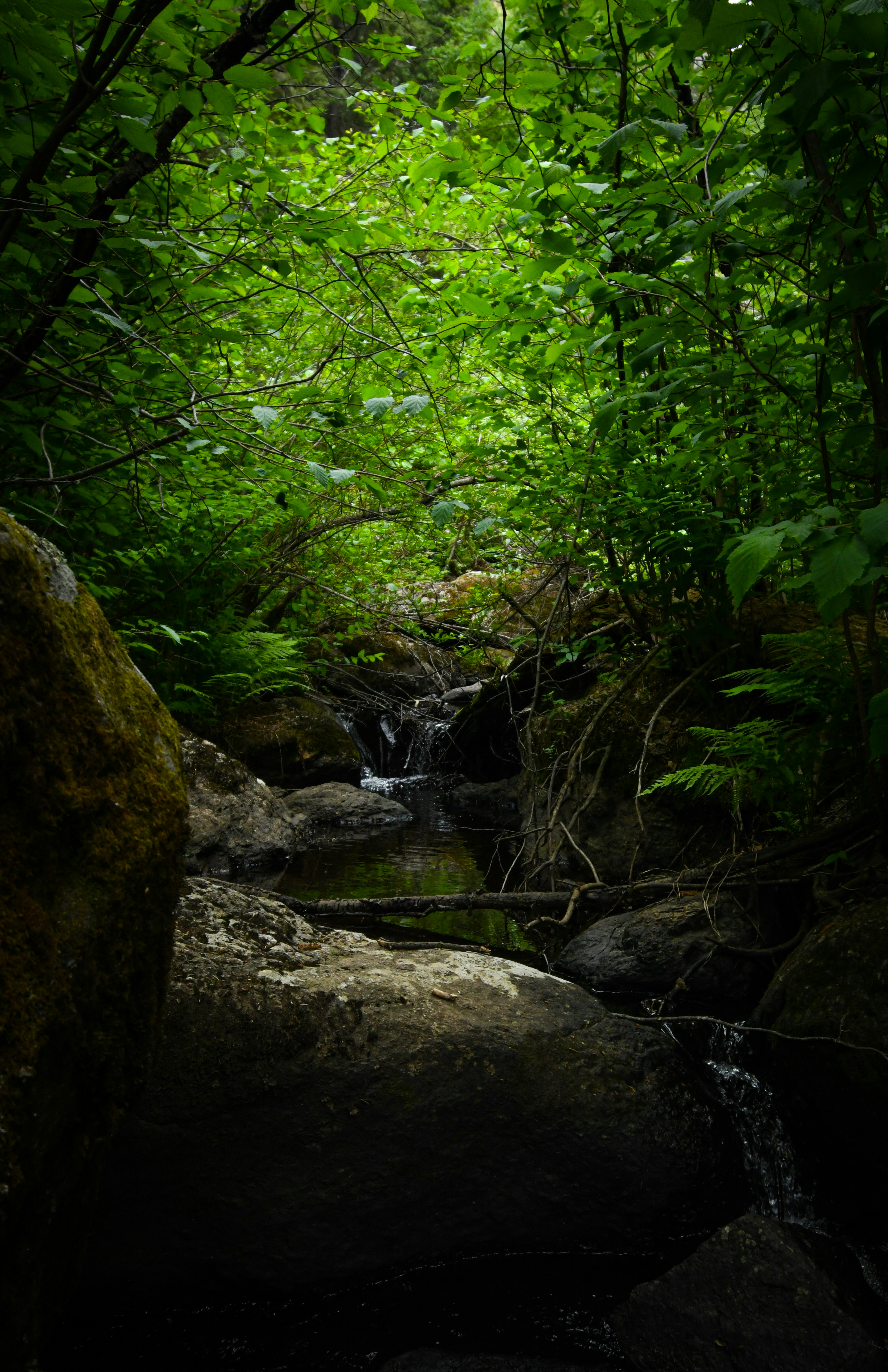 a stream running through a lush green forest