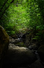 a stream running through a lush green forest