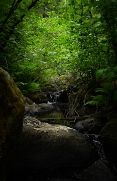 a stream running through a lush green forest