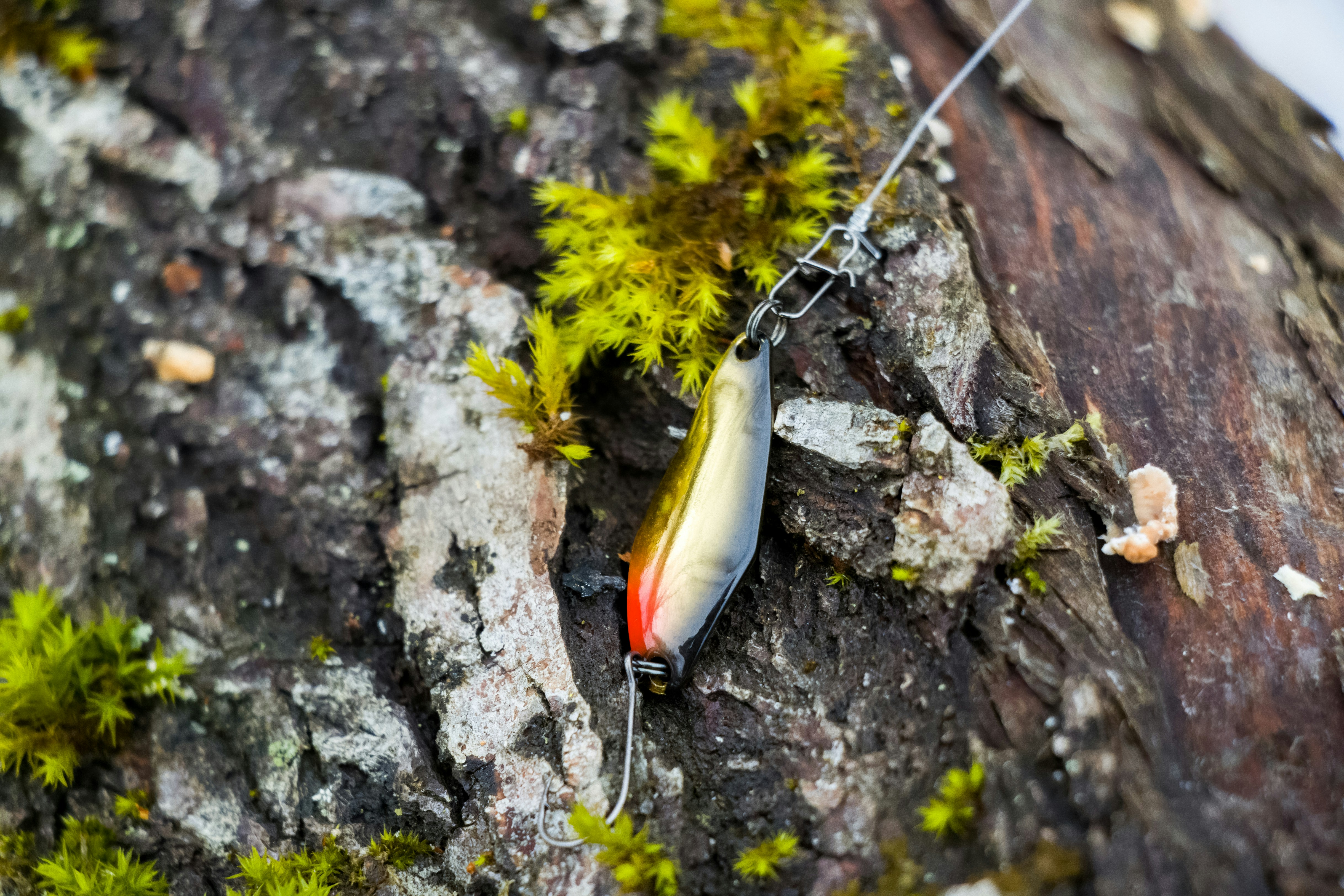 a fishing lure hanging from a tree branch