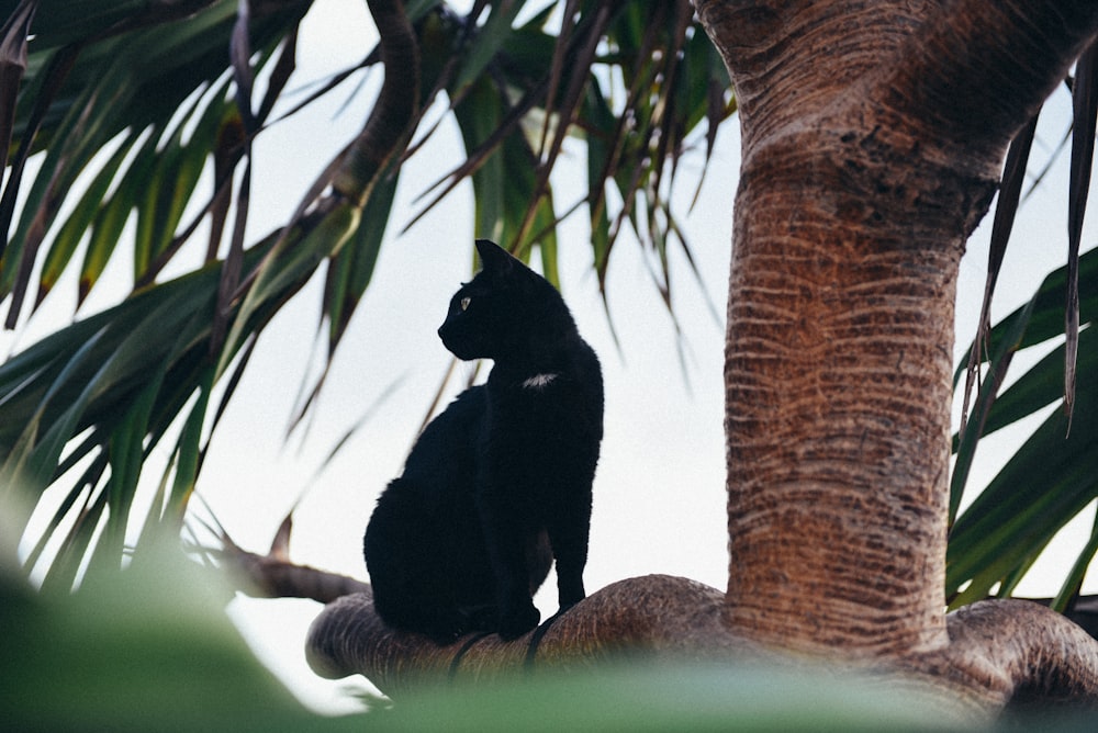 a black cat sitting on top of a palm tree