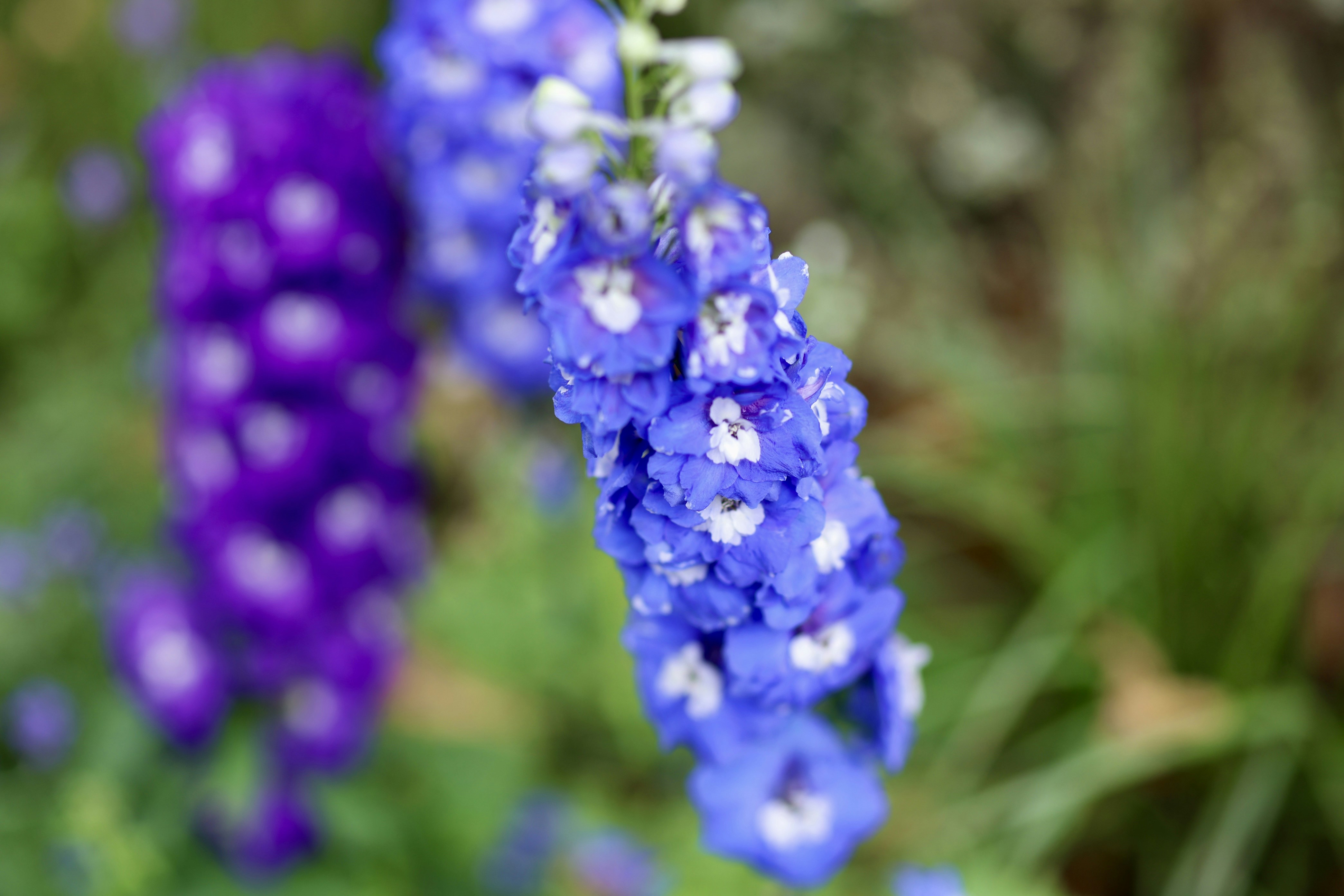 Photo by dickenslin76