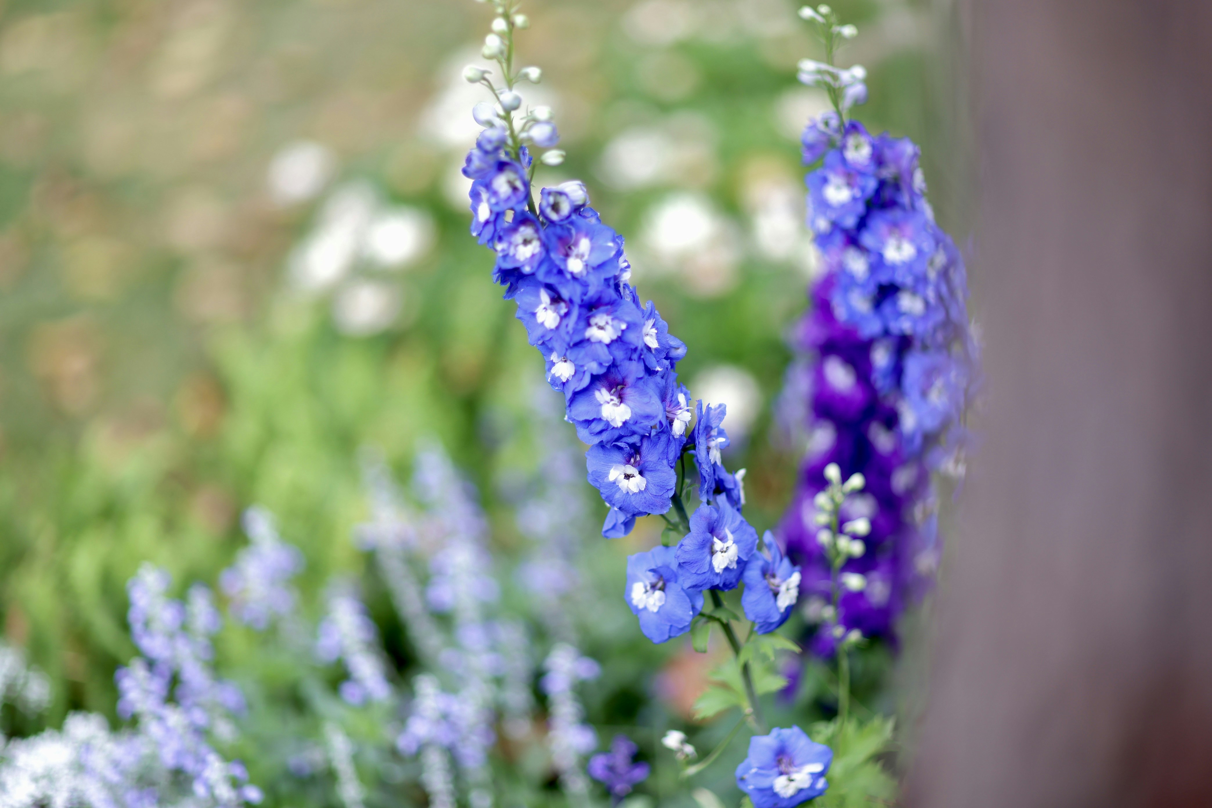 Photo by dickenslin76