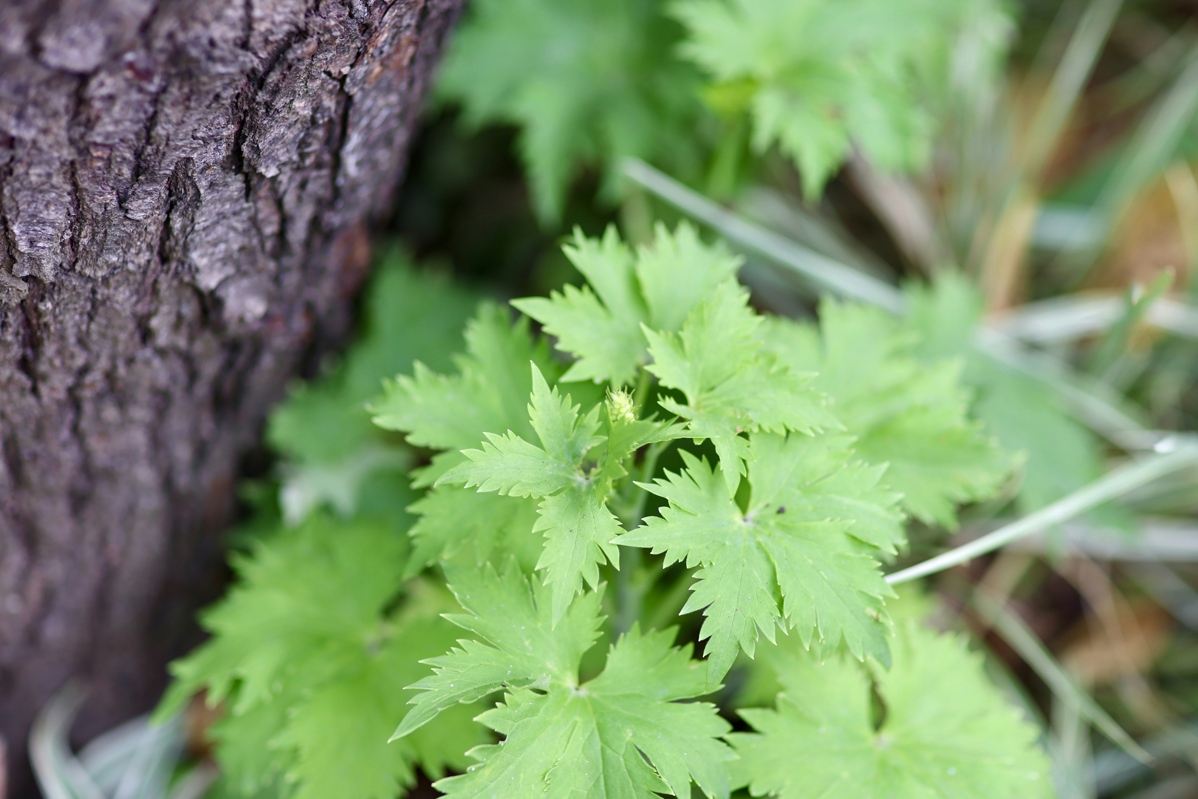 Photo by dickenslin76