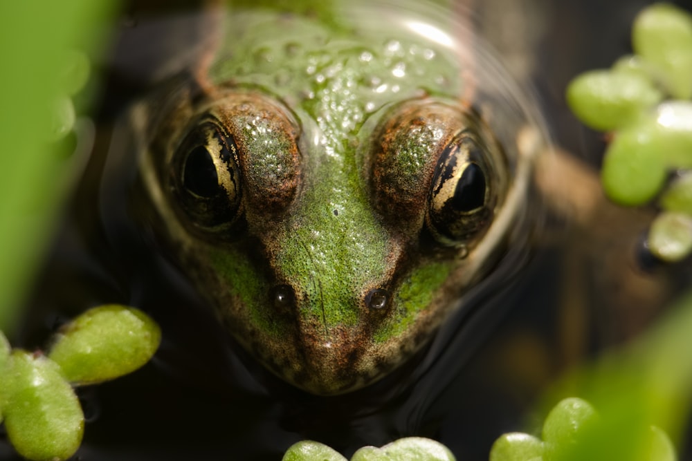 a close up of a frog's face in water