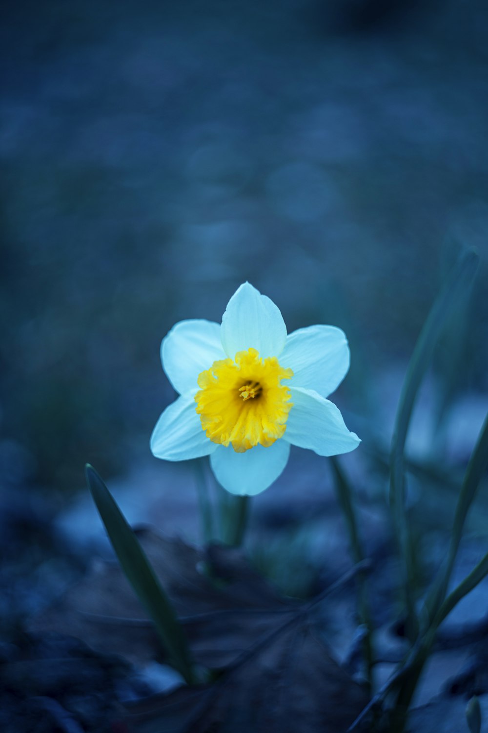 a single white flower with a yellow center