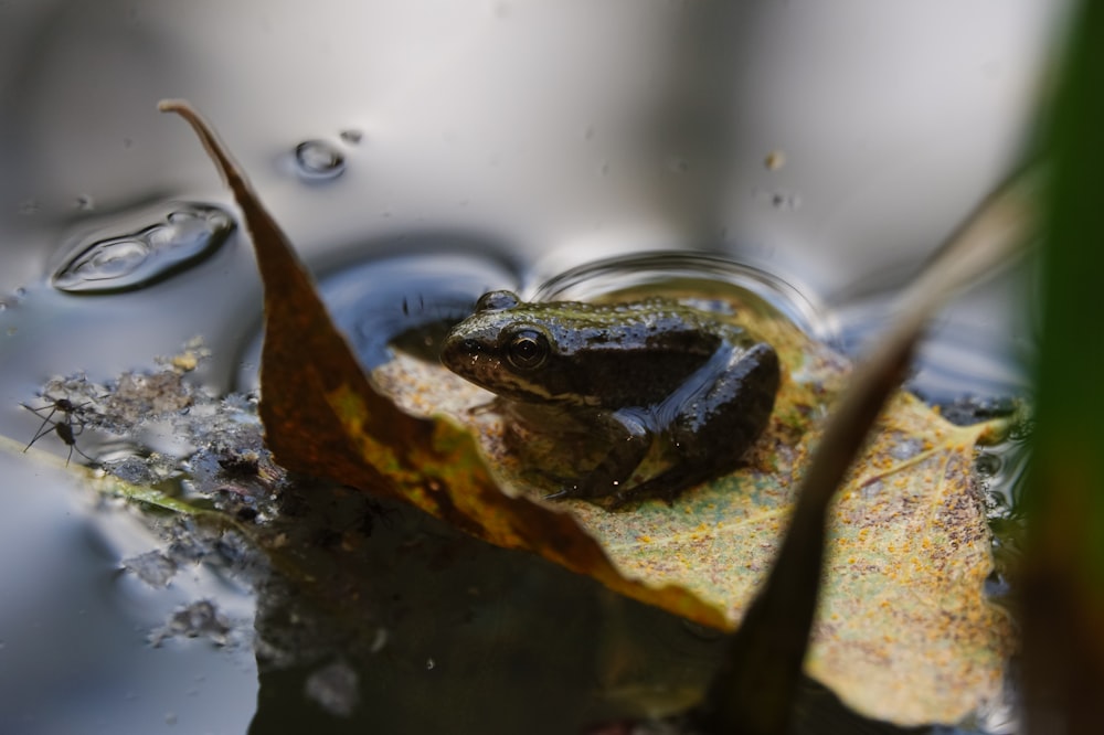 a frog sitting on top of a leaf in water