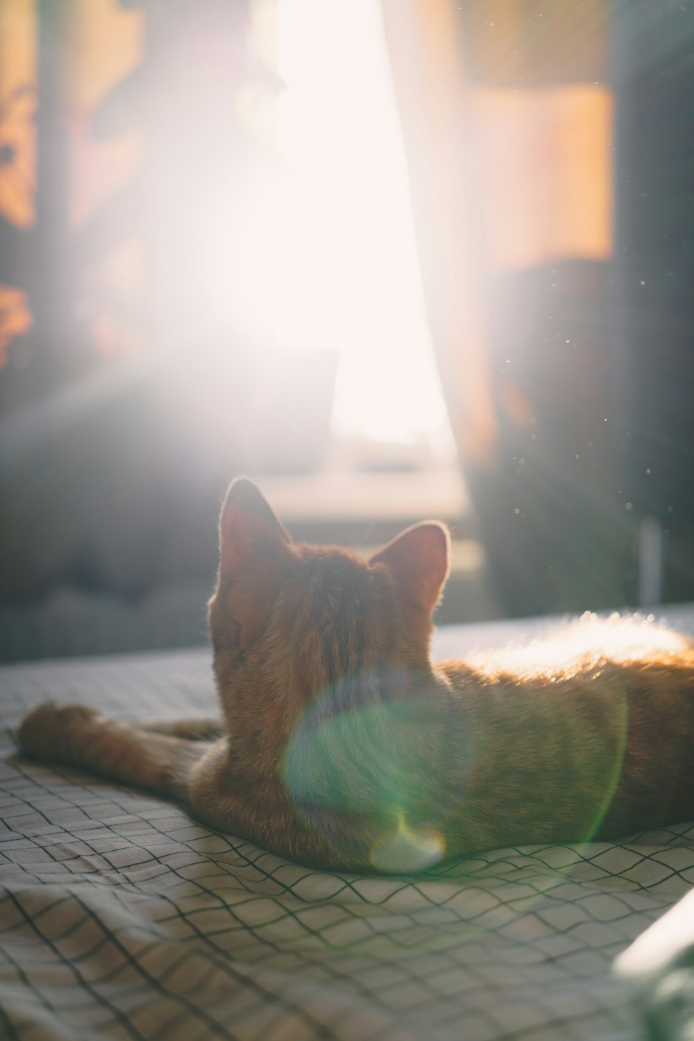 a cat laying on a bed with the sun shining through the window