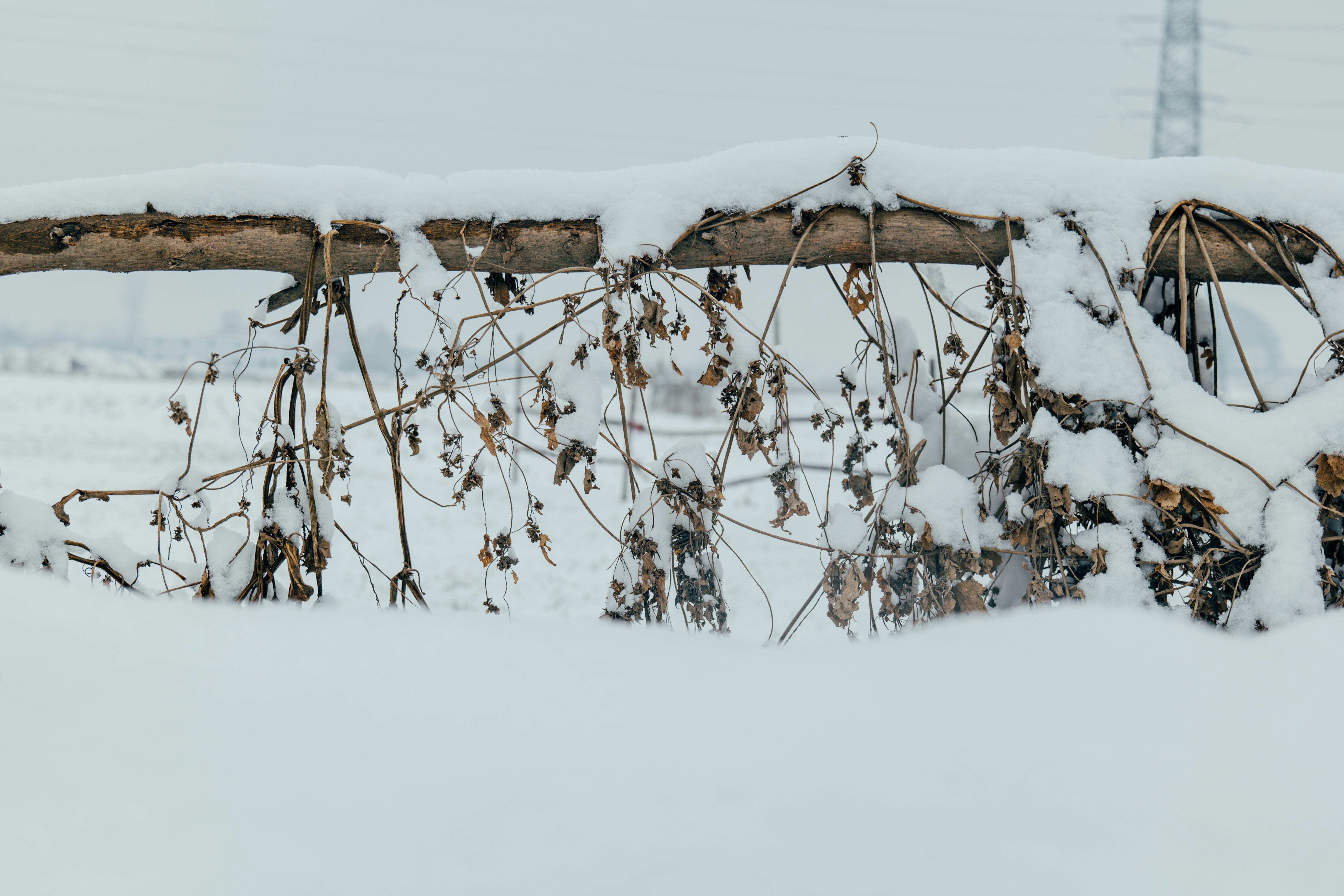 Photo by summerobelisk