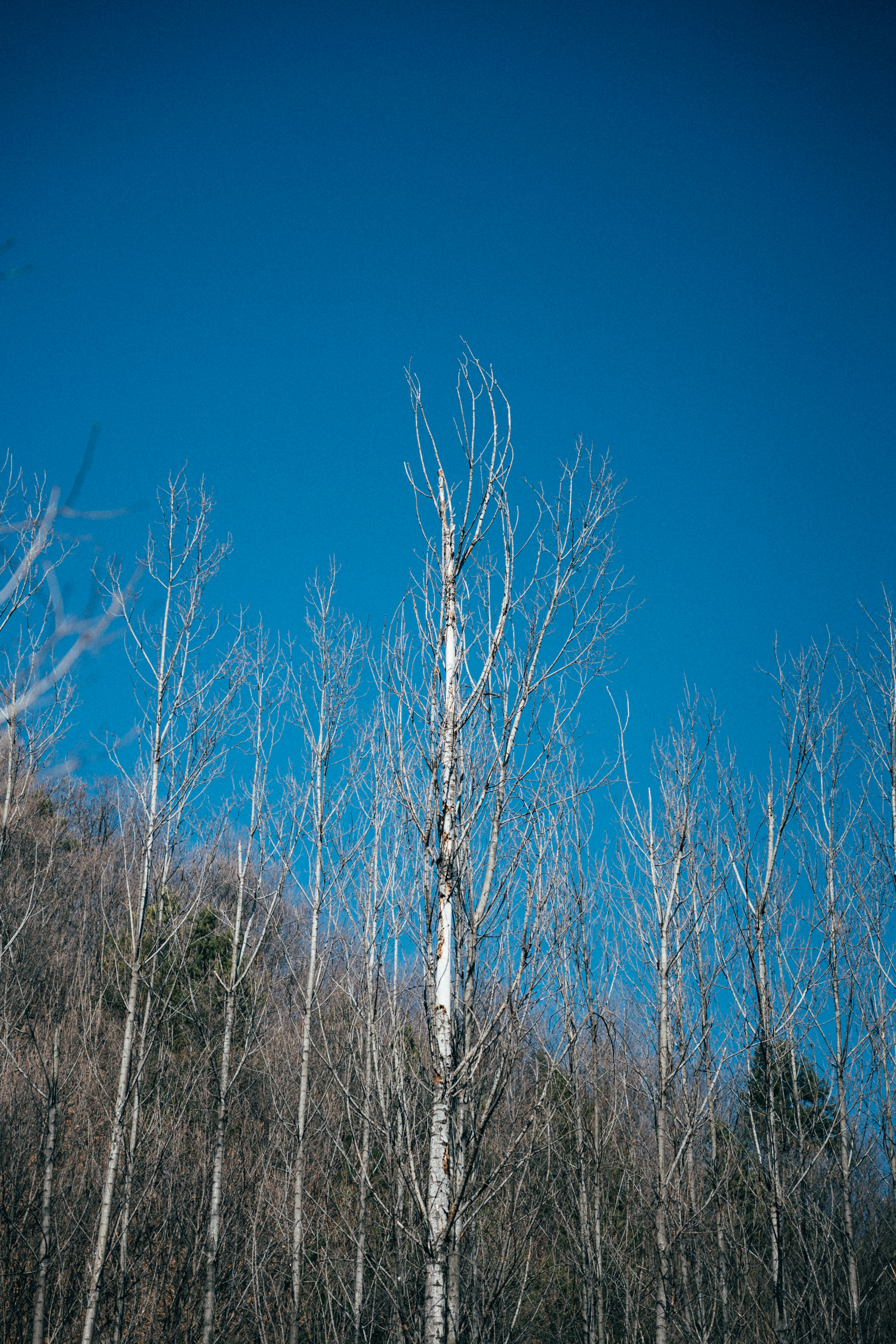 Photo by summerobelisk