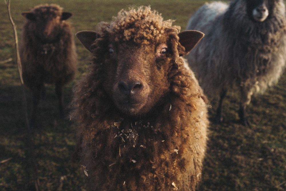 a group of sheep standing on top of a lush green field