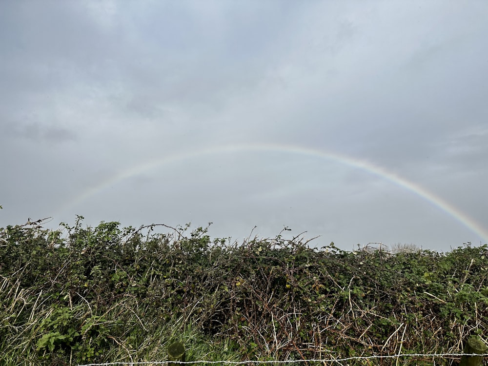 ein Regenbogen am Himmel über einer Hecke