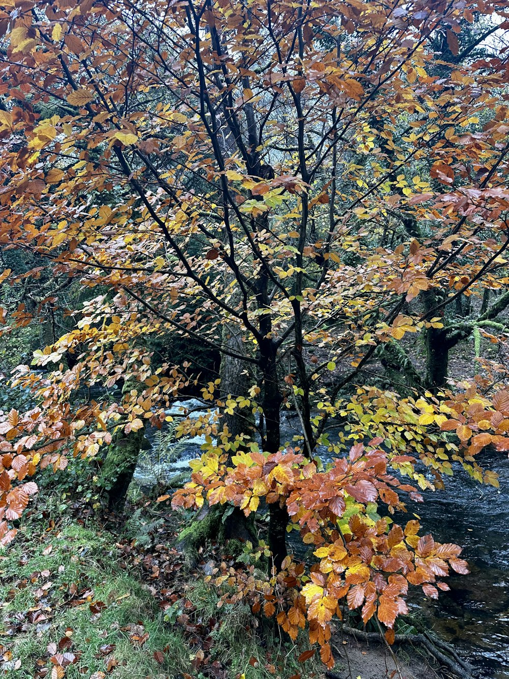 a tree that is next to a river