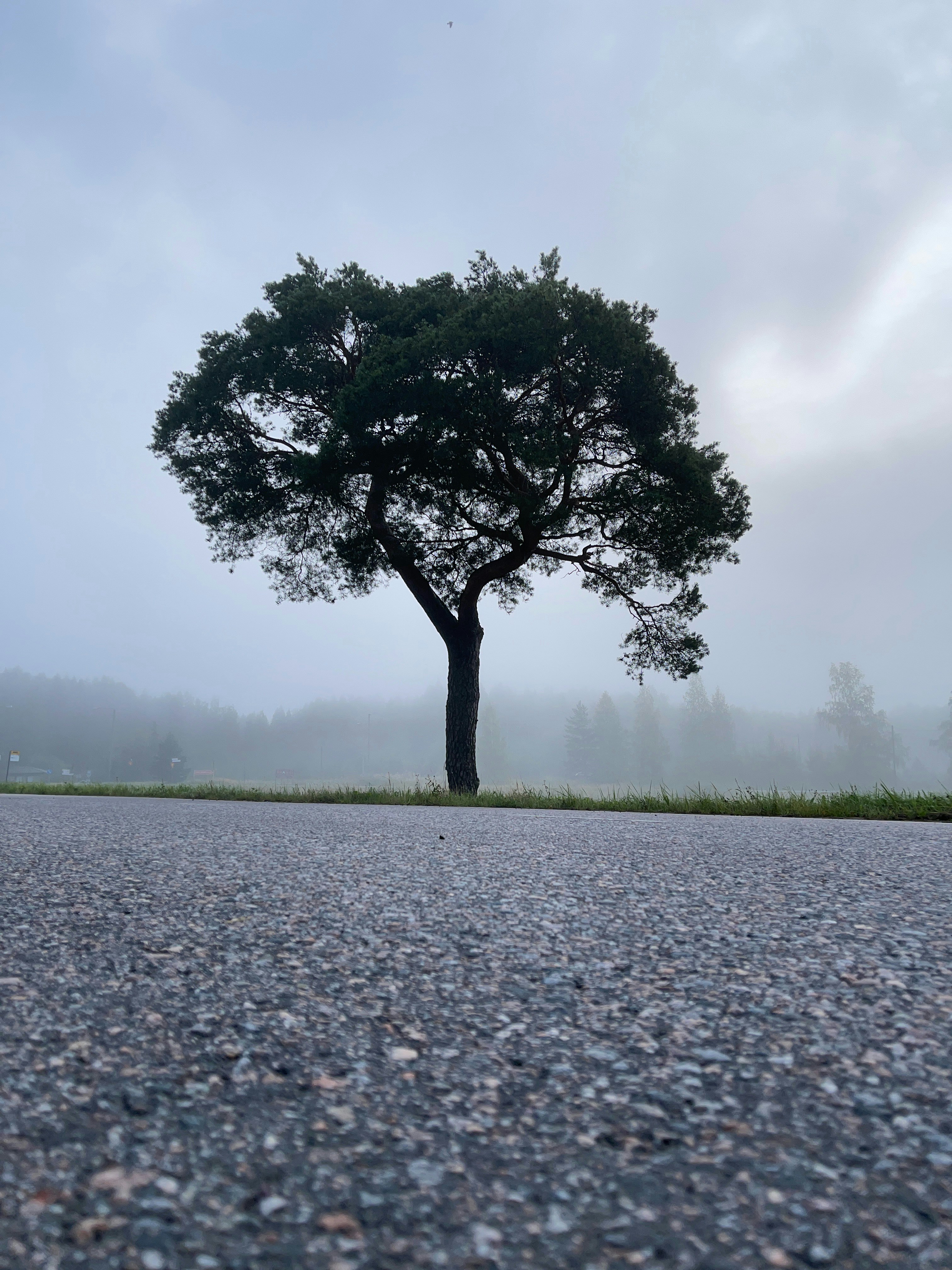un arbre solitaire assis sur le bord d’une route