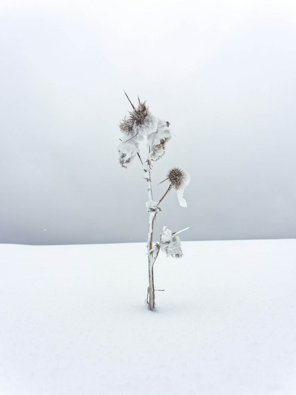 a plant with white flowers in the snow