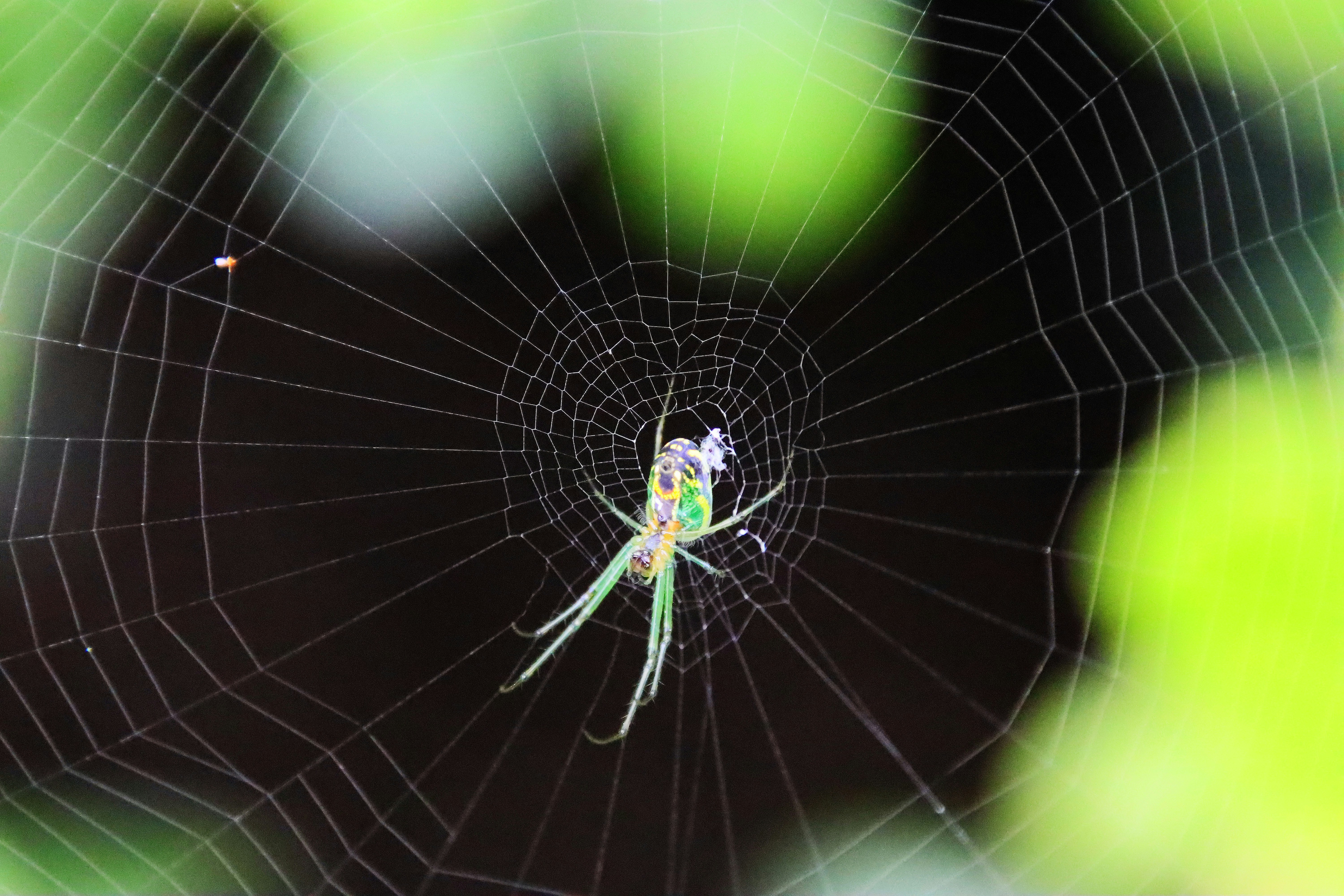 A close up of a spider in its web photo – Free Animal Image on Unsplash