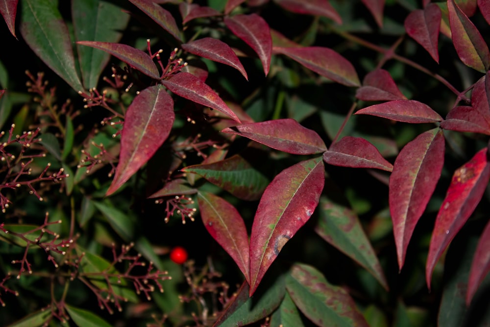 um close up de uma planta com folhas vermelhas